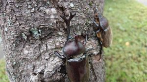 お子様歓迎 カブトムシ クワガタプレゼント 井頭温泉チャットパレス いちごチャットパレス